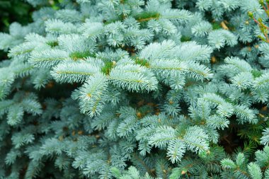 Genç ağaçların dalları