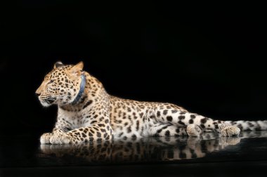 büyük güzel leopar