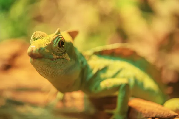 Güzel büyük iguana — Stok fotoğraf