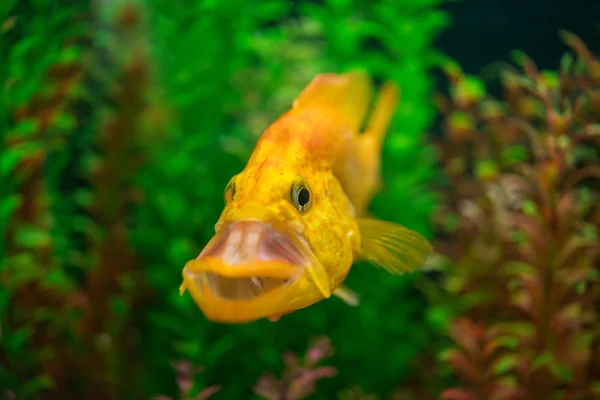 Gouden vis — Stockfoto