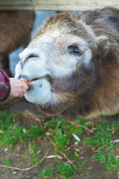 Kleines Mädchen füttert zweibuckliges Kamel — Stockfoto