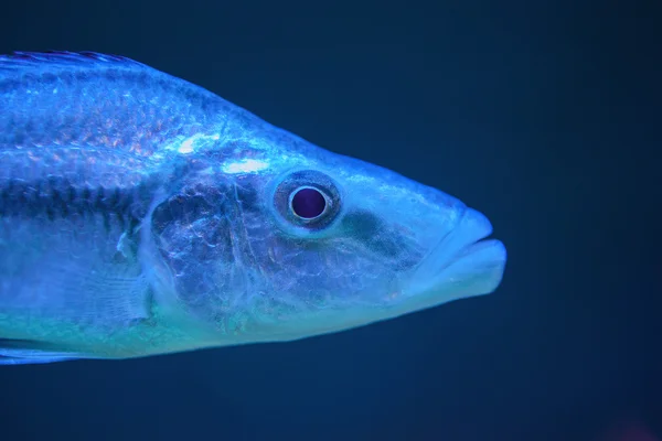 Peixe azul — Fotografia de Stock