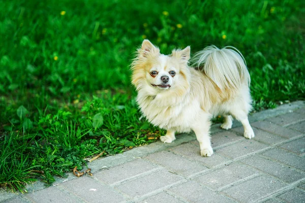 Chihuahua perro — Foto de Stock