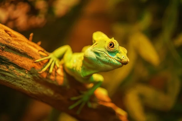 Krásné velké leguán — Stock fotografie