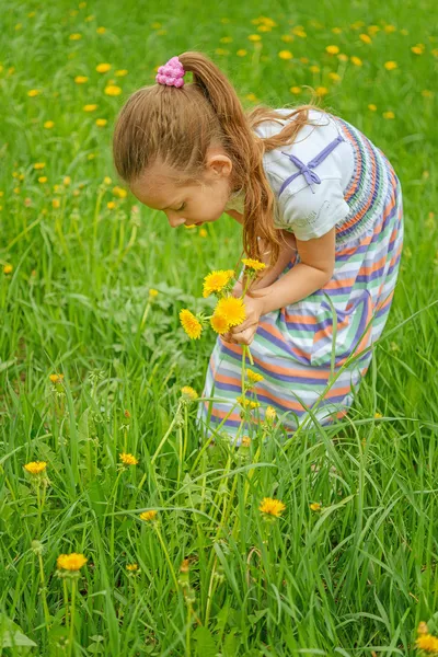 Çiçek toplayan küçük kız — Stok fotoğraf