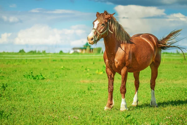 Caballo pura sangre marrón —  Fotos de Stock