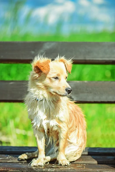 Bahçede köpek bankta oturan — Stok fotoğraf