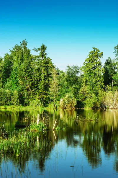 Träd som återspeglas i floden — Stockfoto