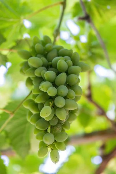 Uvas verdes — Foto de Stock