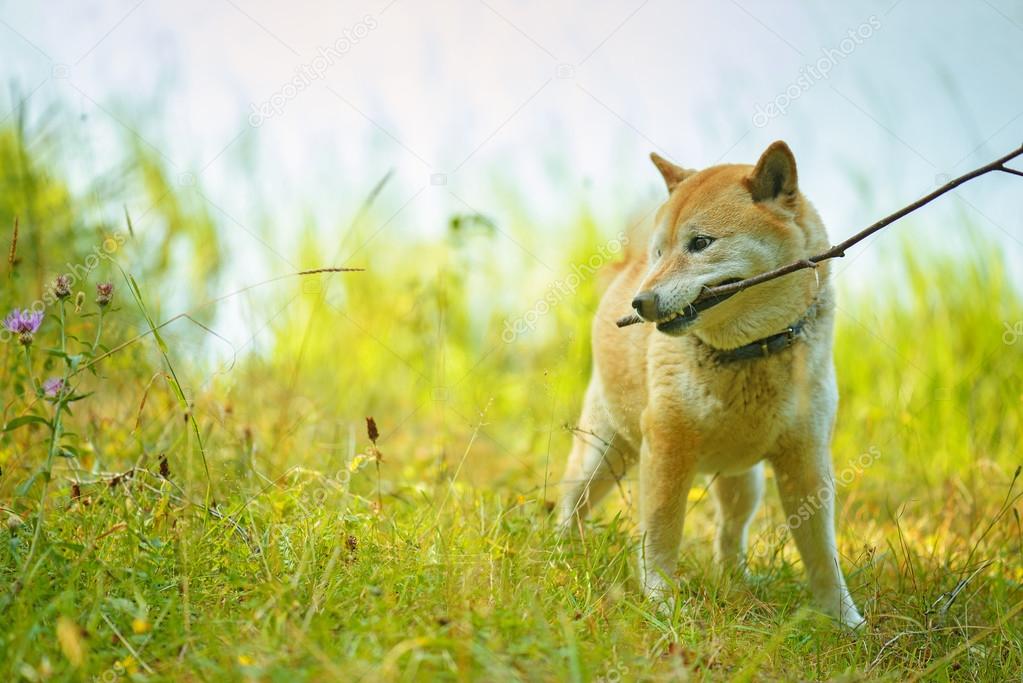 dog brings stick