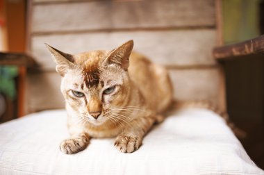 bej purebred kedi