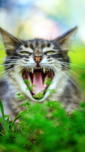 Серая кошка зевает — стоковое фото