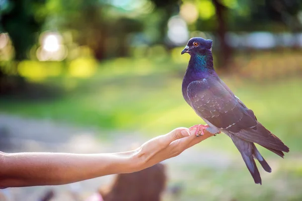 Blue pigeon — Stock Photo, Image