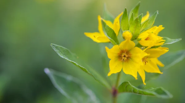 Loosestrife ordinary (primulaceae) — Stock Photo, Image