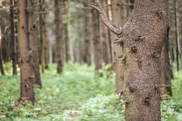 Dennenbos — Stockfoto