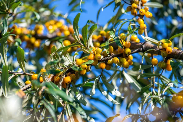 Yellow sea buckthorn — Stock Photo, Image