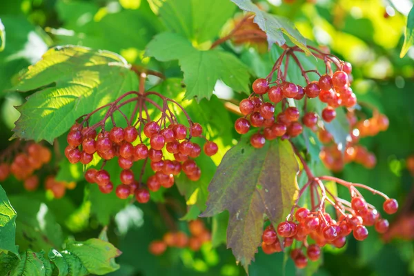 Rode planten van viburnum — Stockfoto