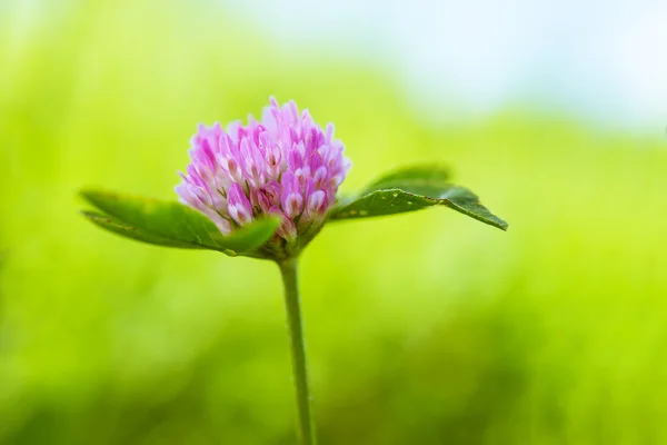 Trifoglio rosso fiore — Foto Stock