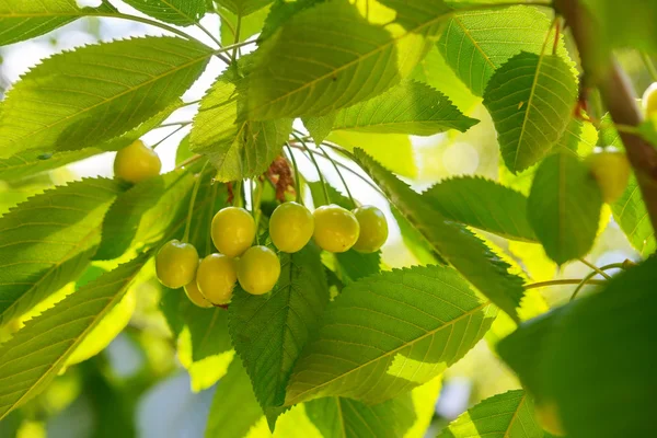 Unripe green cherries — Stock Photo, Image