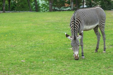 çizgili zebra