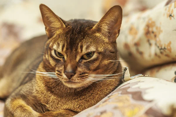 Abyssinian kat — Stockfoto