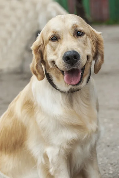 Golden Retriever — Stock Photo, Image