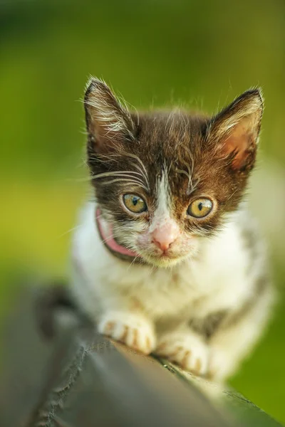 Beautiful kitten on bench — Stock Photo, Image