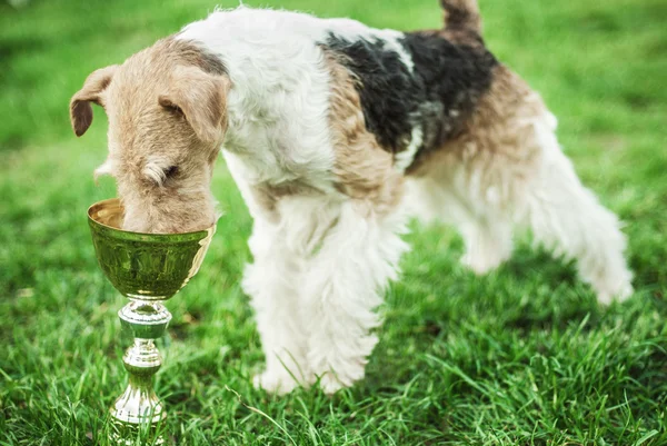 Volpe-terrier — Foto Stock