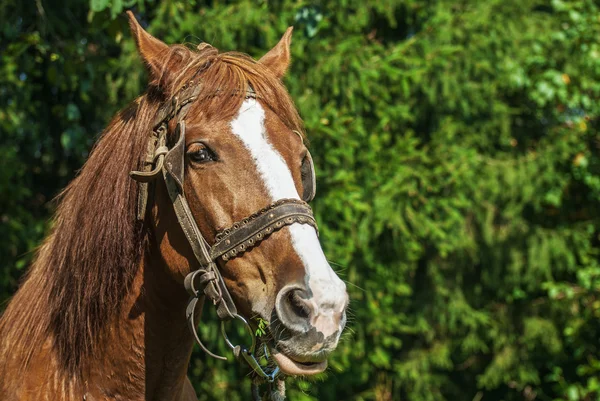 Beautiful horse — Stock Photo, Image