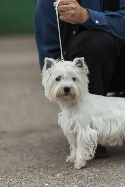 West Highland terrier blanco —  Fotos de Stock