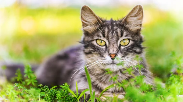 Gato bonito — Fotografia de Stock