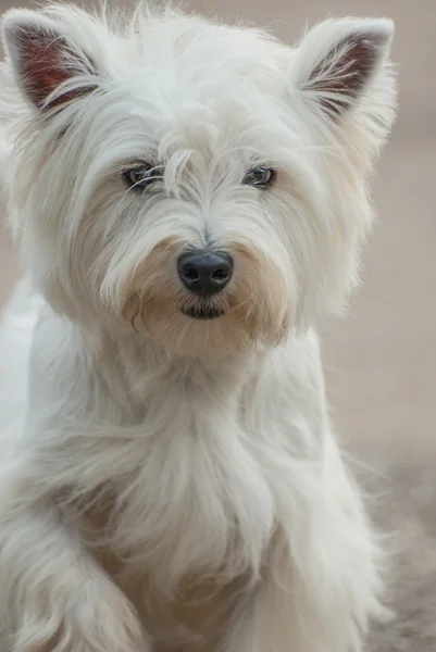 West Highland vit terrier — Stockfoto