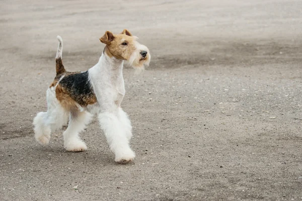 Young Fox-Terrier — Stock Photo, Image