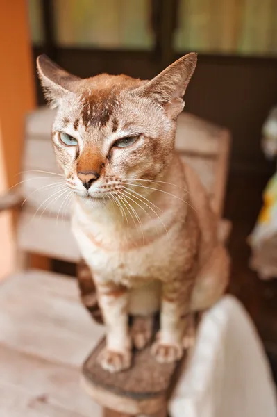 Vacker katt med bruna färgämnen — Stockfoto