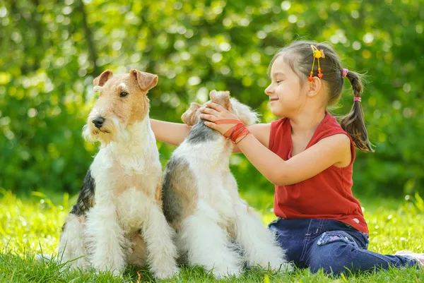 Young Girl and two fox terriers — Stock Photo, Image