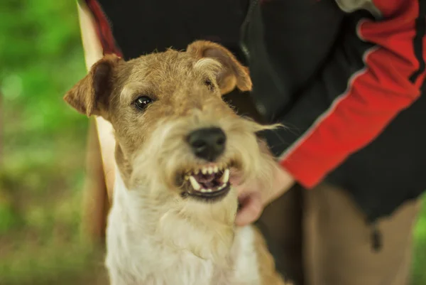 Порода собак Fox-Terrier — стоковое фото