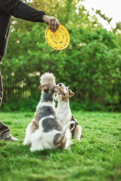 Två raser hund foxterrier — Stockfoto