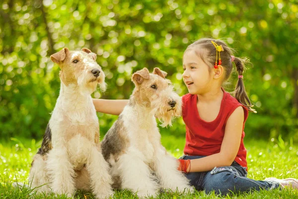 Ung flicka och två fox terrier — Stockfoto