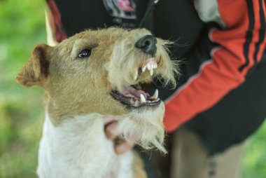 köpek doğurmak tilki korkunç