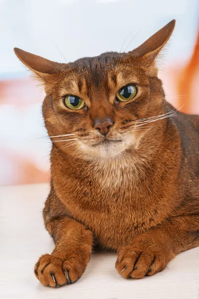 Abyssinian cat — Stock Photo, Image