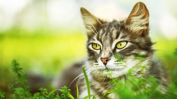 Cat in grass — Stockfoto