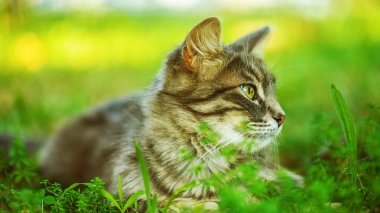 Kedi otu