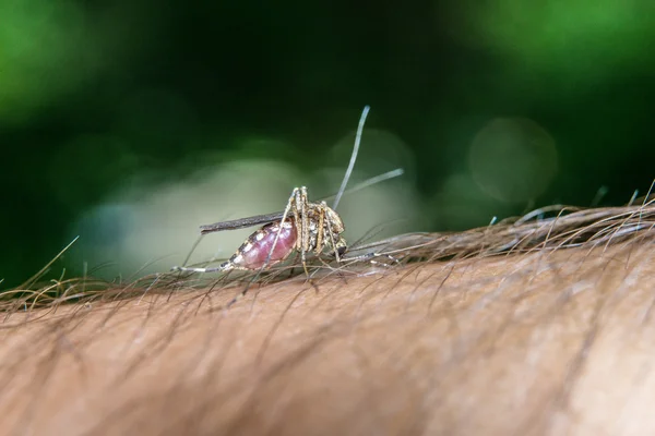 Female mosquito — Stock Photo, Image