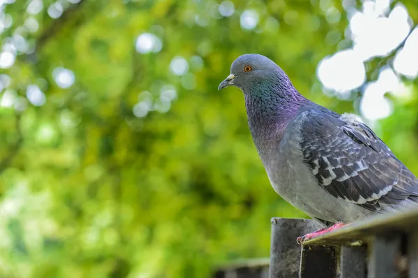 Rock Pigeon — Stockfoto