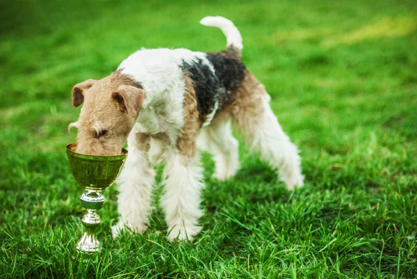 Fox-Terrier — Zdjęcie stockowe