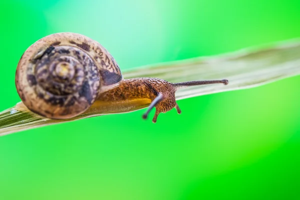 Little snail crawling on blade of grass — Stock Photo, Image