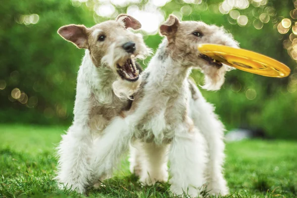 Duas raças de cães Fox-Terrier — Fotografia de Stock