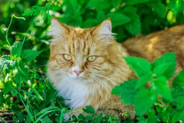 Bellissimo gatto rosso — Foto Stock