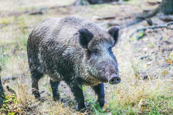 wild boar on background of green grass