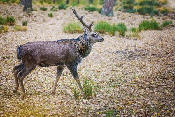 Gefleckter Hirsch — Stockfoto